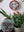 Dog mosaics on the wall surrounded by plants
