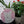 Cat mosaic on the table surrounded by plants
