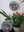 Dog mosaics on the wall surrounded by plants
