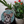 Dog mosaic on the table surrounded by plants

