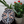 Dragonfly mosaic on the table surrounded by plants
