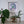 A square white-framed mosaic wall art piece featuring a stylized pigeon in blue, silver, green, and pink glass tiles, displayed on a shelf above potted plants and a small gold kiwi figurine.