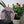 Dog mosaic on the table surrounded by plants
