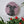 Dog mosaic on the wall surrounded by plants
