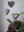 Heart shaped mosaics on the wall surrounded by plants