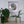 A circular mosaic wall art piece featuring a green parakeet, displayed in a white square shadow box frame on a white wall above a shelf with potted plants.