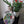Parakeet mosaic on the wall surrounded by plants 