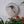 Penguin mosaic on the wall surrounded by plants
