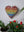 Heart mosaic on the table surrounded by plants