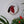 Circular mosaic wall art featuring a stylized robin design. Crafted with white, red, and brown stained glass pieces on a painted white background, set on rustic wood. Displayed on a wall in a room with plants to show how beautiful the piece is in a home. 