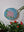 Rose mosaic on the wall surrounded by plants 