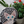 Cat mosaic on the table surrounded by plants
