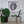 A circular black and silver mosaic wall art piece of a bat with outstretched wings in the center, displayed inside a white square shadow box frame on a white wall above a shelf with potted green plants.