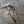 video showing close up of mosaic bird  to catch the changing colours and sparkles