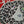 video showing close up of mosaic black and silver dog's face to catch the changing colours and sparkles