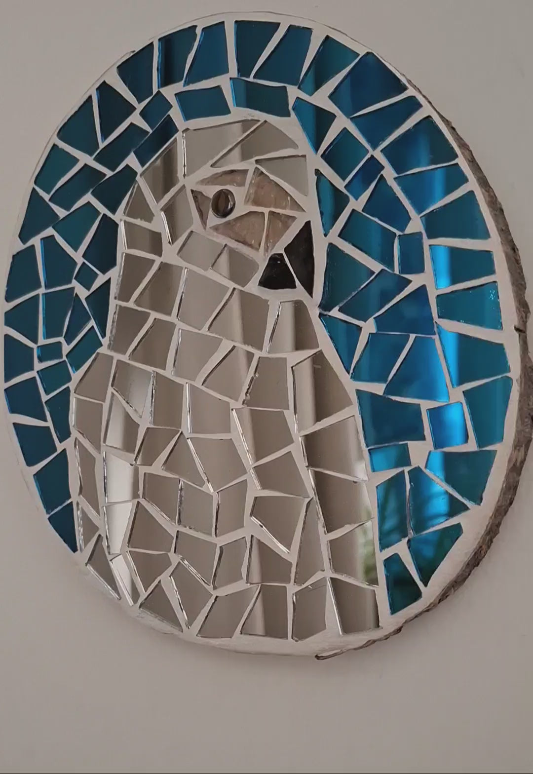 Grey Parrot