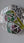 Ring-necked Parakeet
