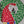 video showing close up of mosaic bird  to catch the changing colours and sparkles