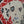 video showing close up of mosaic white and black dog's face to catch the changing colours and sparkles