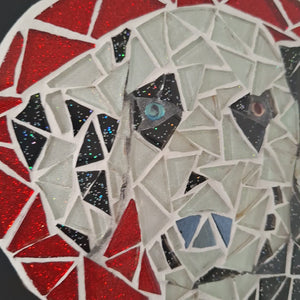video showing close up of mosaic white and black dog's face to catch the changing colours and sparkles