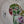 video showing close up of mosaic bird  to catch the changing colours and sparkles