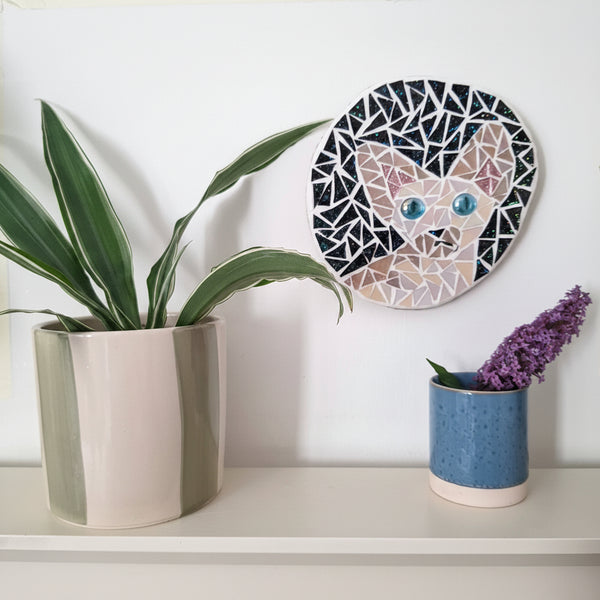 Sphynx Cat